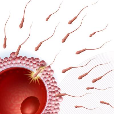 ICSI Medical Illustration